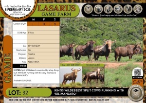 4X Kings Wildebeest split cows running with 'KILIMANJARO' Lasarus Game Farm (Pay per Animal)