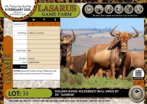 1X Golden Kings Wildebeest bull sired by 30" 'SUNRISE' Lasarus Game Farm