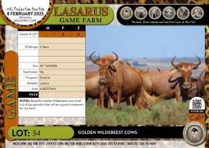 2X Golden Wildebeest cows Middeldrift (Pay per Animal)