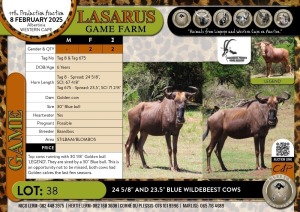 2X 24 5/8" and 23.5" Blue Wildebeest cows Baardbos (Pay per Animal)