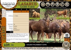 5X Golden Wildebeest cows Lasarus Game Farm (Pay per Animal)