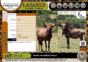 1X Young Blue Wildebeest bull Baardbos