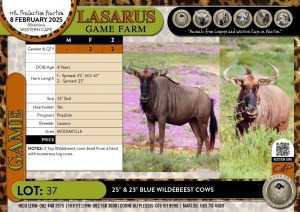 2X 25" and 23" Blue Wildebeest cows Lasarus Game Farm (Pay per Animal)