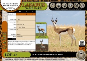 4X 10"+ Kalahari Springbuck ewes Lasarus Game Farm (Pay per Animal)