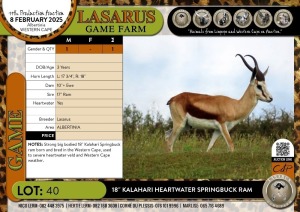 1X 18" Kalahari Heartwater Springbuck ram Lasarus Game Farm