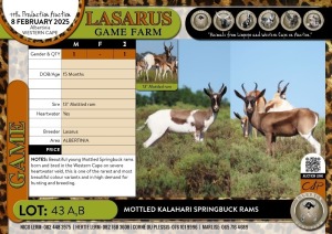 1X Mottled Kalahari Springbuck ram Lasarus Game Farm