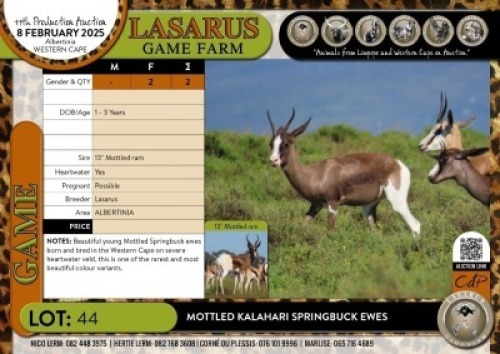 2X Mottled Kalahari Springbuck ewes Lasarus Game Farm (Pay per Animal)