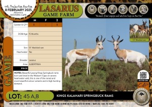 1X Kings Kalahari Springbuck ram Lasarus Game Farm