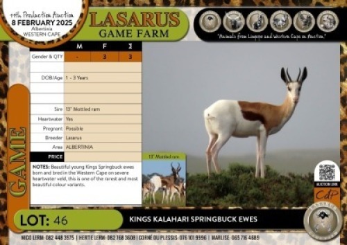 3X Kings Kalahari Springbuck ewes Lasarus Game Farm (Pay per Animal)