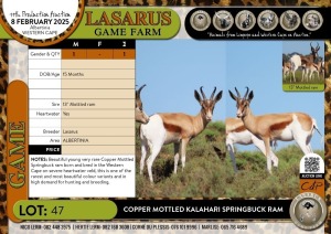 1X Copper Mottled Kalahari Springbuck ram Lasarus Game Farm