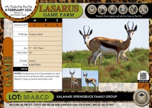 5X Kalahari Springbuck family group Lasarus Game Farm (Pay per Animal)