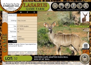 1X Western Cape adapted Kudu bull son of 60" bull Lasarus Game Farm