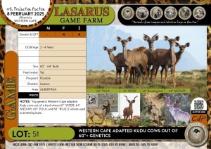 4X Western Cape adapted Kudu cows out of 60"+ genetics Lasarus Game Farm (Pay per Animal)