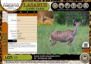 4X Kudu cows walking with 59" 'WITKRANS JNR' Lasarus Game Farm (Pay per Animal)