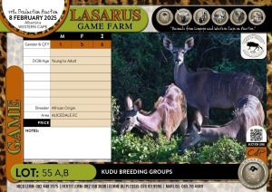 6X Kudu breeding groups African Origin (Pay per Animal)