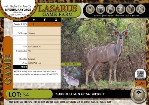 1X Kudu bull son of 64" 'MEDUPI' Lasarus Game Farm