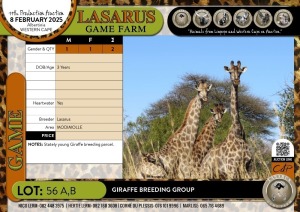 2X Giraffe breeding group Lasarus Game Farm (Pay per Animal)