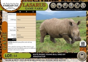 1X White Rhino young bull sired by 'KRAGFAKTOR' Lasarus Game Farm