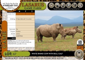 1X White Rhino cow with bull calf Lasarus Game Farm