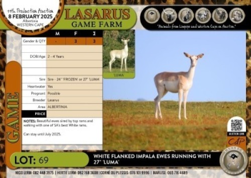 3X White Flanked Impala ewes running with 27" 'LUMA' Lasarus Game Farm (Pay per Animal)