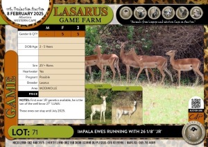 5X Impala ewes running with 26 1/8" 'JR' Lasarus Game Farm (Pay per Animal)