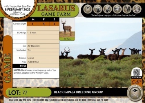 5X Black Impala breeding group Lasarus Game Farm (Pay per Animal)