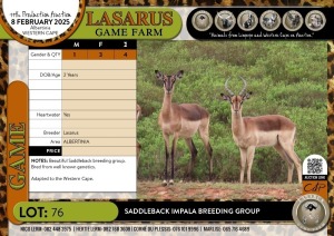 4X Saddleback Impala breeding group Lasarus Game Farm (Pay per Animal)