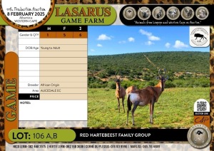 6X Red Hartebeest family group African Origin (Pay per Animal)