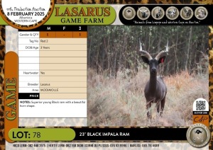 1X 23" Black Impala ram Lasarus Game Farm