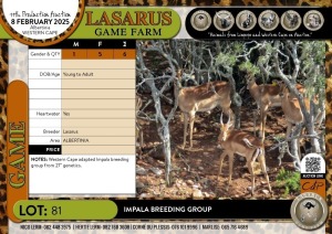 6X Impala breeding group Lasarus Game Farm (Pay per Animal)