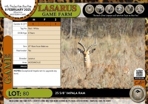 1X 25 5/8" Impala ram Lasarus Game Farm