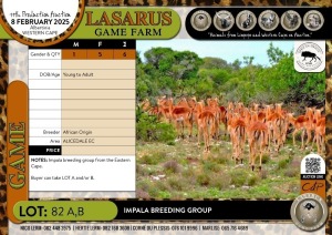 6X Impala breeding group African Origin (Pay per Animal)