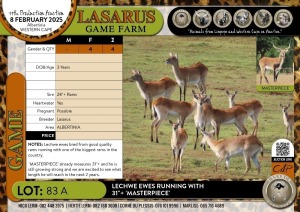 4X Lechwe ewes running with 31"+ 'MASTERPIECE' Lasarus Game Farm (Pay per Animal)