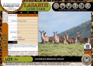 4X Waterbuck breeding group Lasarus Game Farm (Pay per Animal)