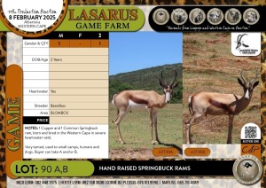 1X Hand raised Springbuck ram Baardbos