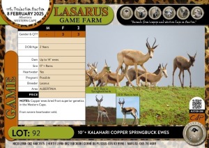 3X 10"+ Kalahari Copper Springbuck ewes Lasarus Game Farm (Pay per Animal)