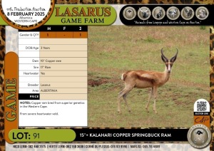 1X 15"+ Kalahari Copper Springbuck ram Lasarus Game Farm