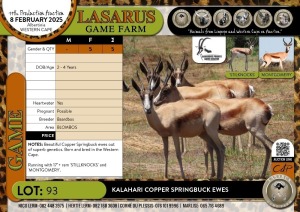 5X Kalahari Copper Springbuck ewes Baardbos (Pay per Animal)