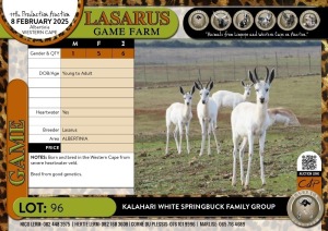 6X Kalahari White Springbuck family group Lasarus Game Farm (Pay per Animal)