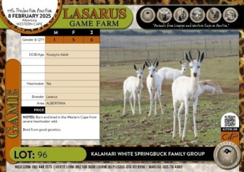 6X Kalahari White Springbuck family group Lasarus Game Farm (Pay per Animal)
