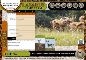 6X Kalahari Copper Springbuck family group Lasarus Game Farm (Pay per Animal)