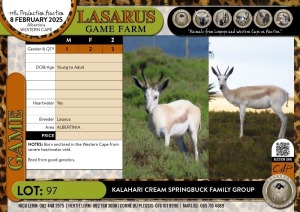 3X Kalahari Cream Springbuck family group Lasarus Game Farm (Pay per Animal)