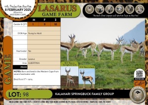 10X Kalahari Springbuck family group Lasarus Game Farm (Pay per Animal)