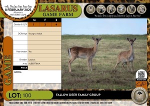 4X Fallow Deer family group Lasarus Game Farm (Pay per Animal)