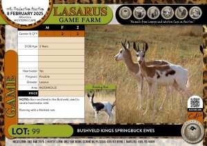 2X Bushveld Kings Springbuck ewes Lasarus Game Farm (Pay per Animal)