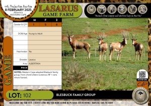 6X Blesbuck family group Lasarus Game Farm (Pay per Animal)