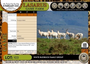 6X White Blesbuck family group Lasarus Game Farm (Pay per Animal)