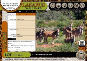 4X Eland family group Lasarus Game Farm (Pay per Animal)