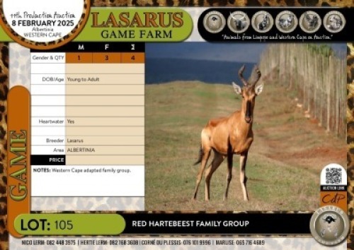4X Red Hartebeest family group Lasarus Game Farm (Pay per Animal)