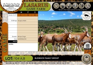 6X Blesbuck family group African Origin (Pay per Animal)